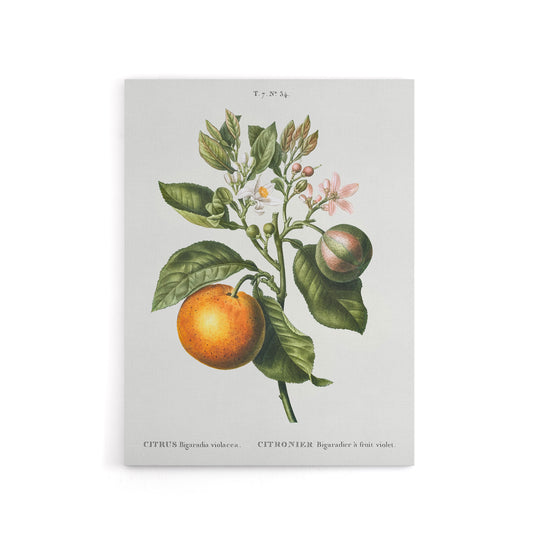 Bitter Orange Botanical Redoute Vintage Canvas Wall Art