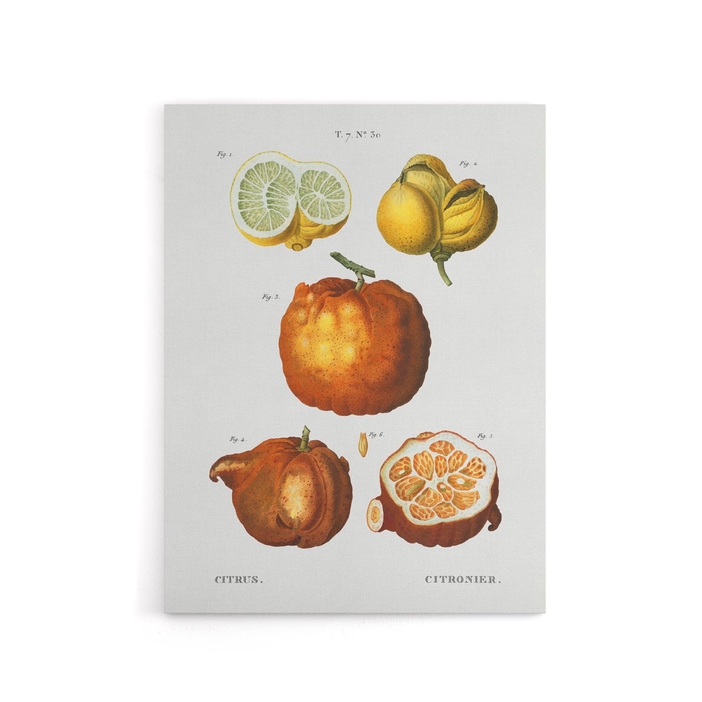 Citrus Fruit Illustration Redoute Vintage Canvas Wall Art