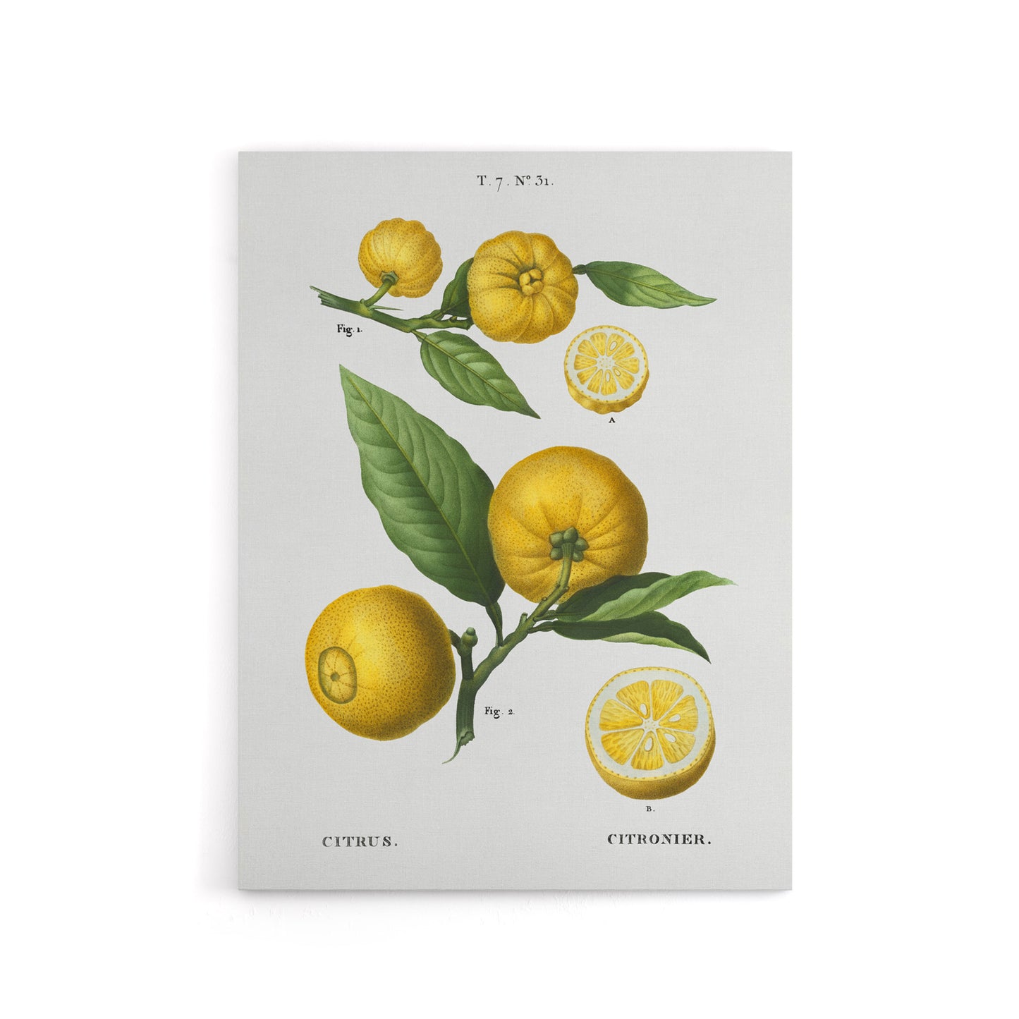 Clusters of Citrus Fruit Redoute Vintage Canvas Wall Art
