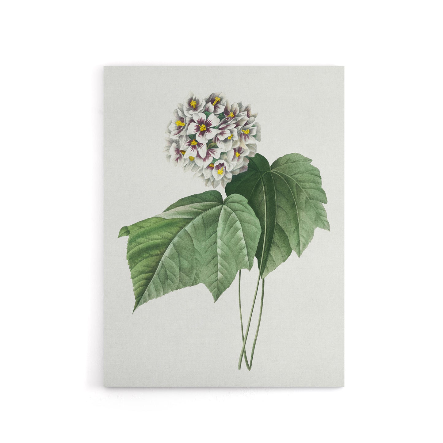 White Dombeya Amelia Flowers Redoute Vintage Canvas Wall Art