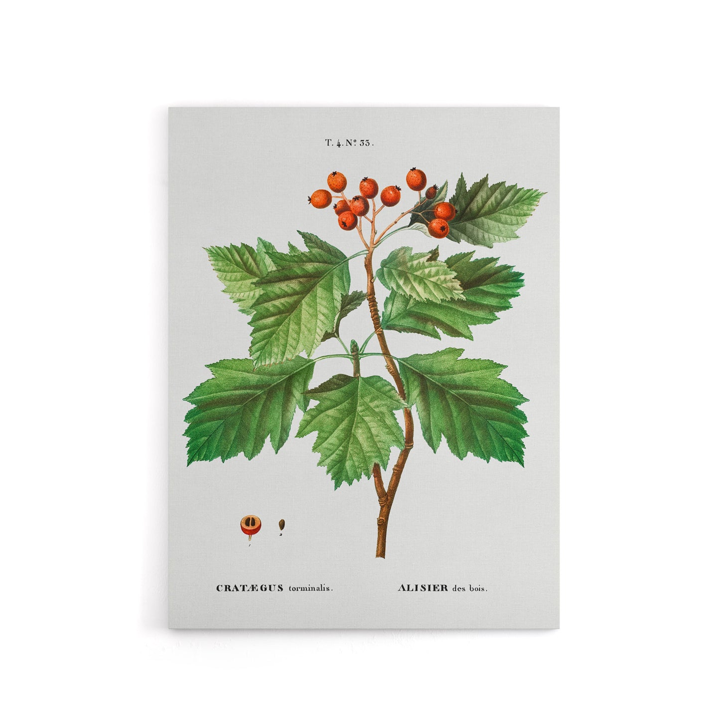 Hawthorn Botanical Illustration Redoute Vintage Canvas Wall Art