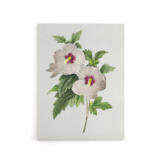 Hibiscus Flower Illustration Redoute Vintage Canvas Wall Art