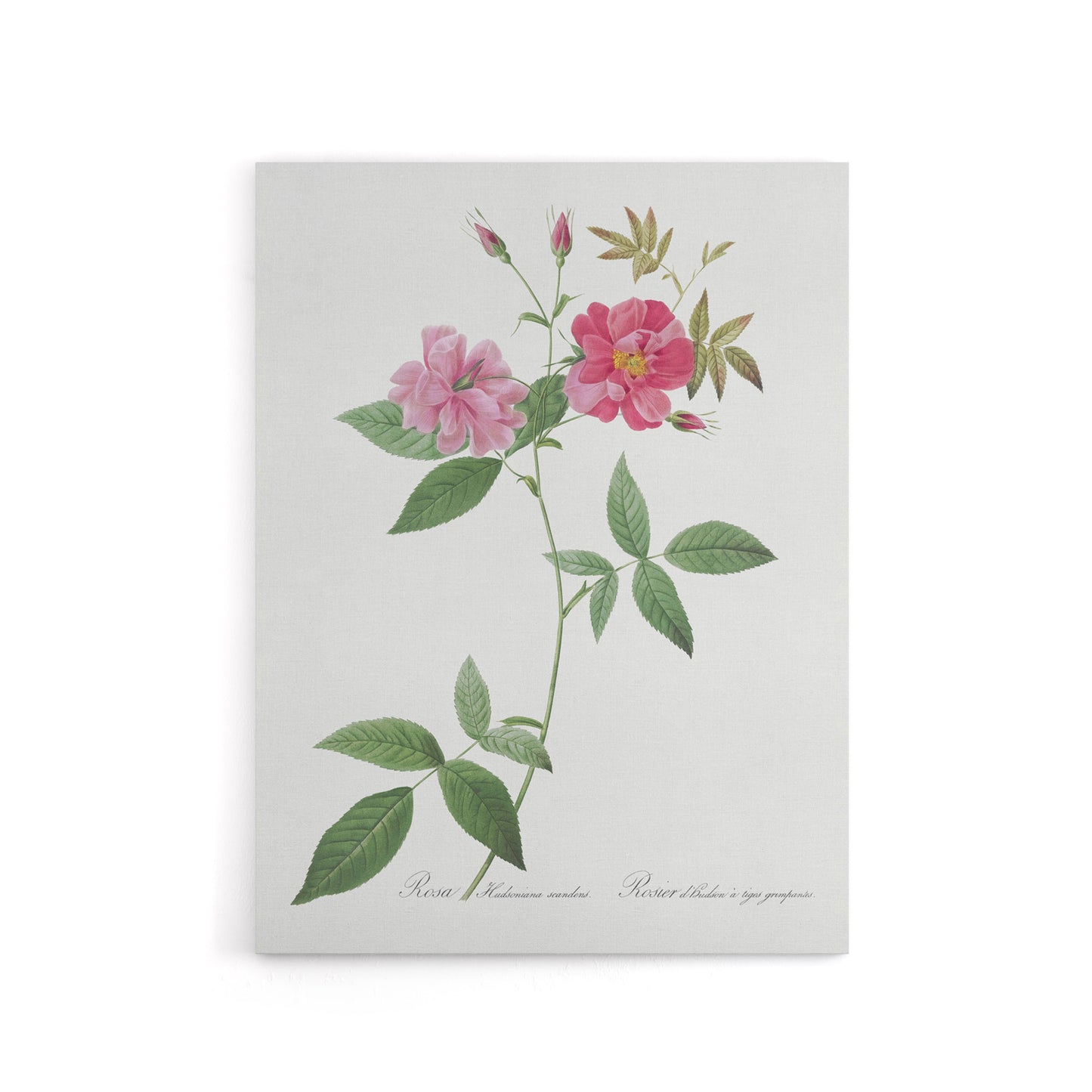Hudson Rosehip Botanical Redoute Vintage Canvas Wall Art