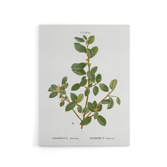 Italian Buckthorn Botanical Redoute Vintage Canvas Wall Art