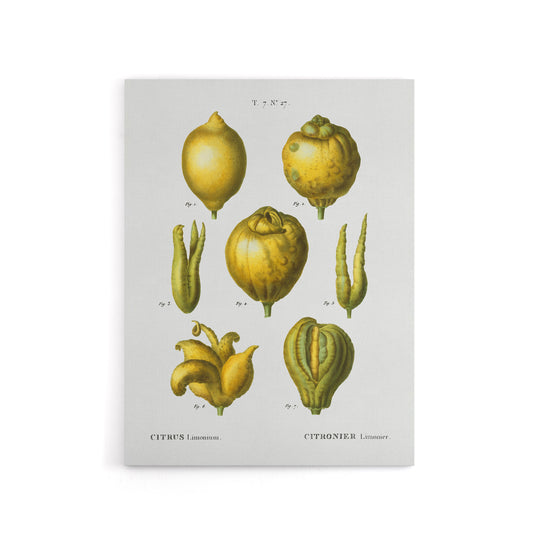 Lemon Citrus Fruit Illustration Redoute Vintage Canvas Wall Art