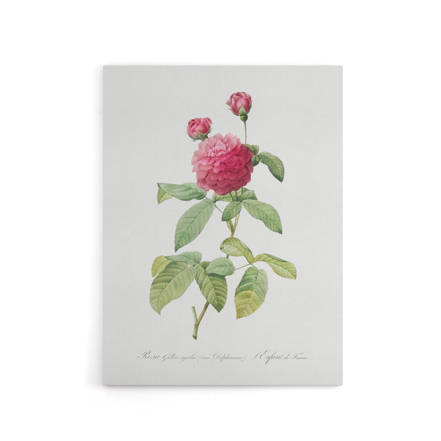 Agatha Rose Botanical Redoute Vintage Canvas Wall Art