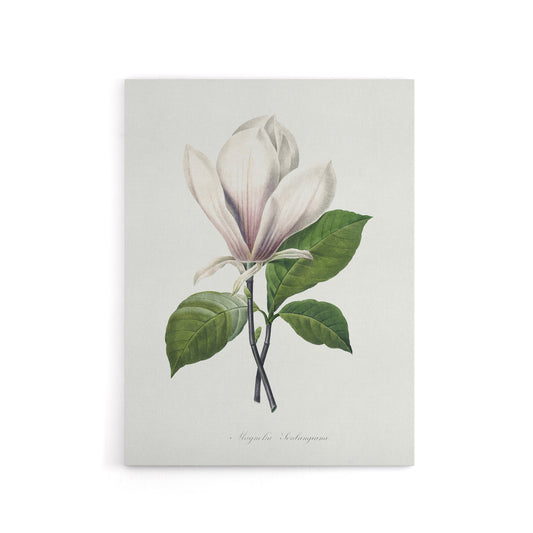 Saucer Magnolia Flower Redoute Vintage Canvas Wall Art