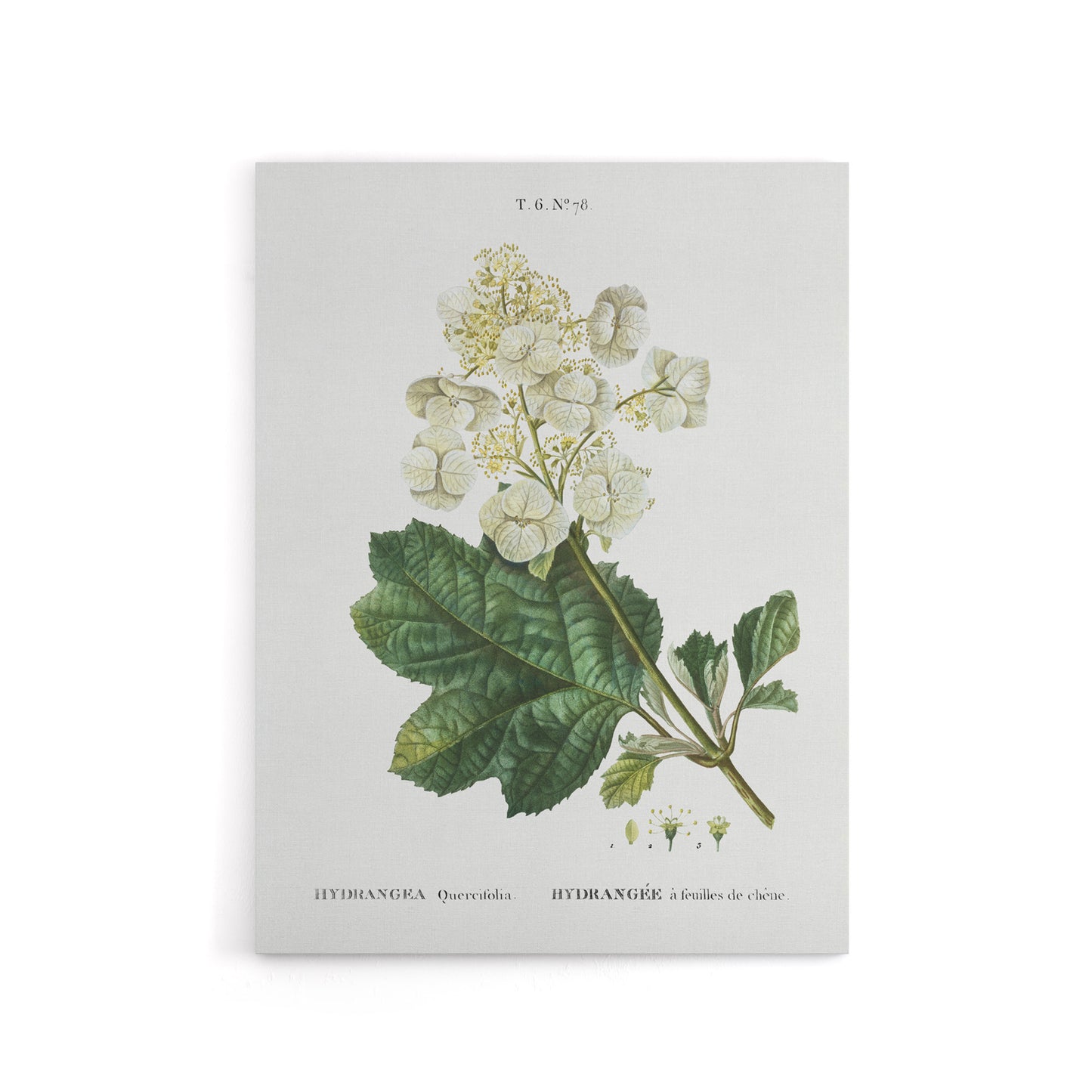 Oakleaf Hydrangea Flowers Redoute Vintage Canvas Wall Art