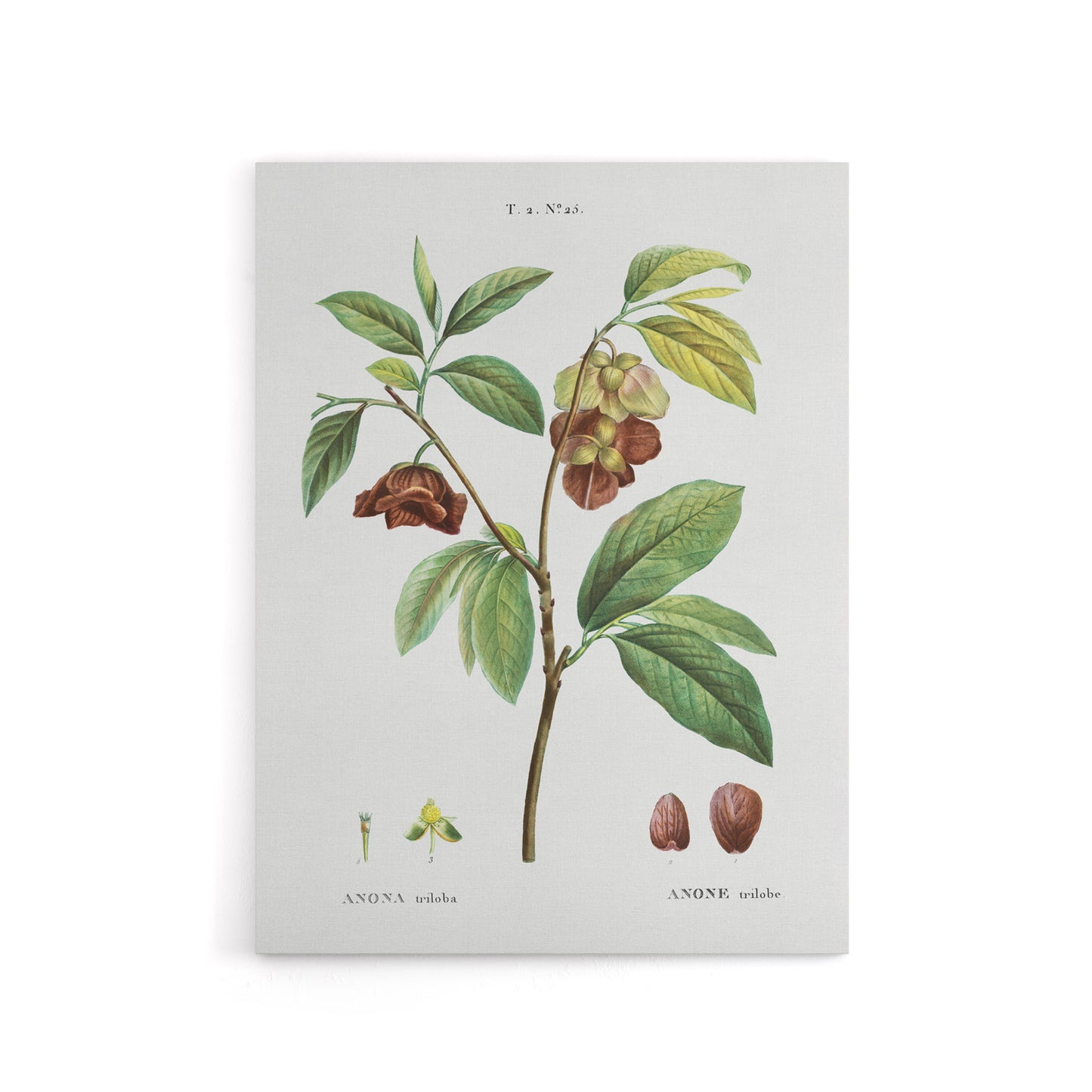 Papaw Tree Botanical Redoute Vintage Canvas Wall Art
