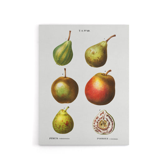 Pear Varieties Illustration Redoute Vintage Canvas Wall Art