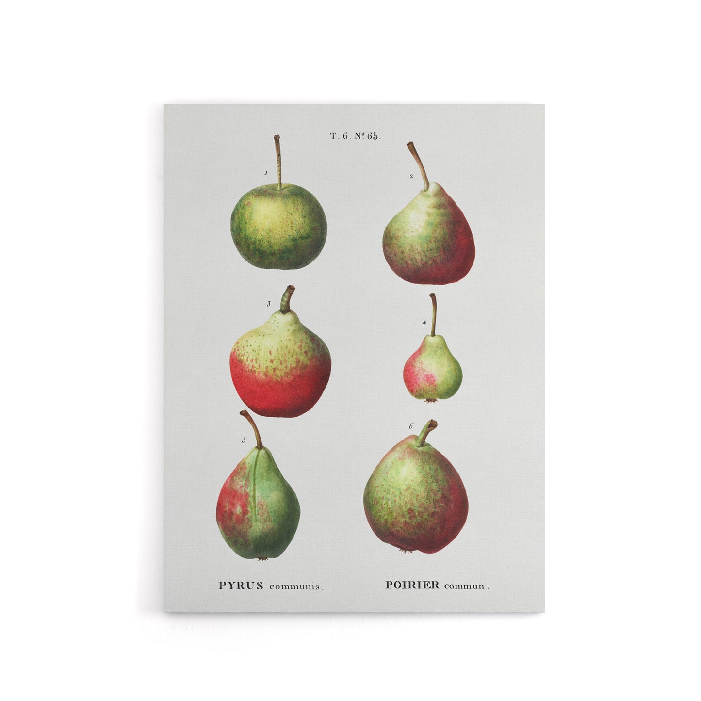 Pear Fruit Varieties Redoute Vintage Canvas Wall Art