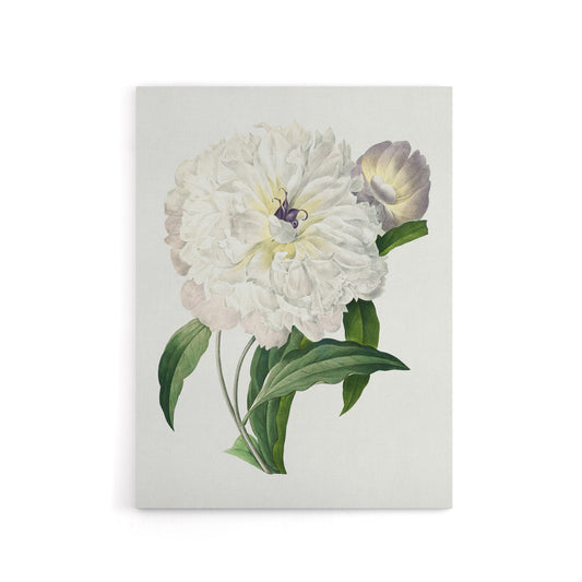 Peony Flower Illustration Redoute Vintage Canvas Wall Art