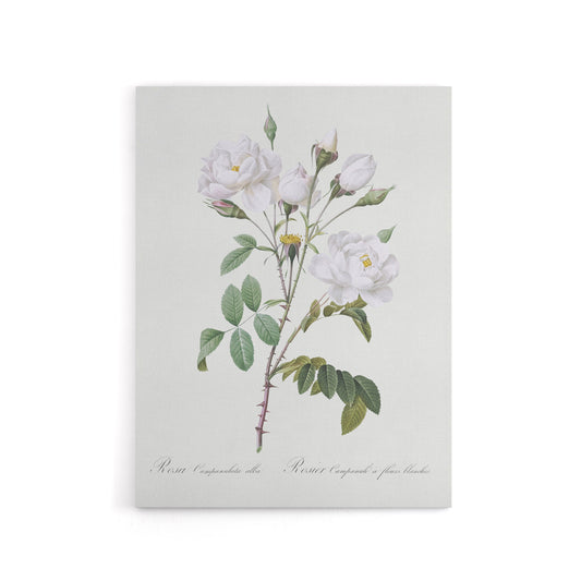 White Rose Floral Illustration Redoute Vintage Canvas Wall Art
