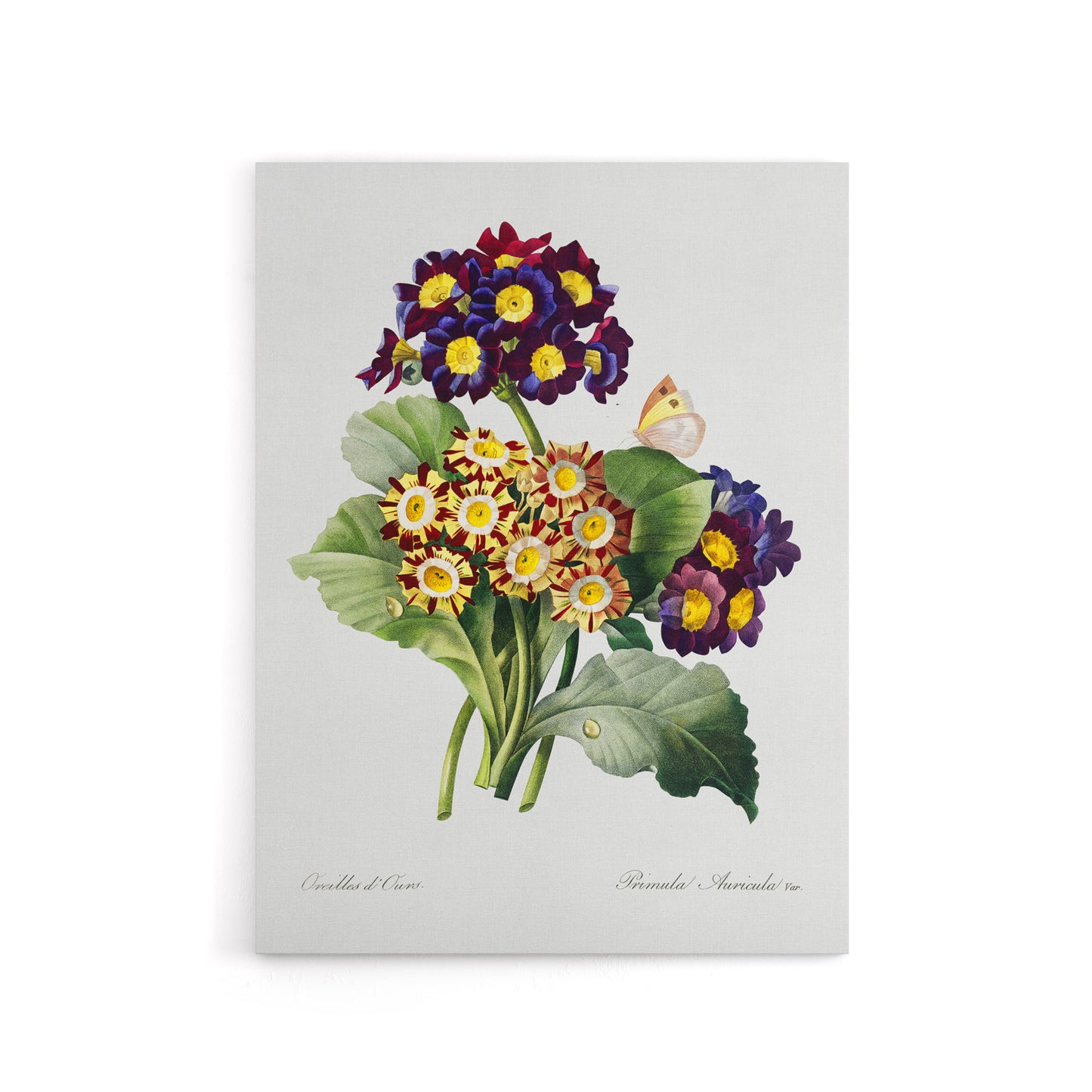 Primrose Flowers Floral Redoute Vintage Canvas Wall Art