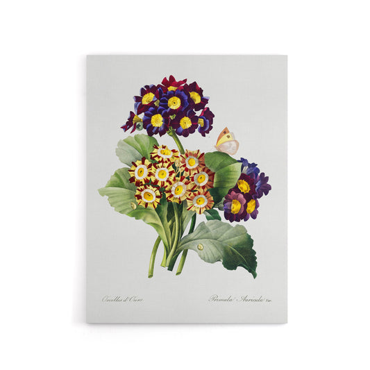 Primrose Flowers Floral Redoute Vintage Canvas Wall Art