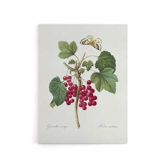 Redcurrant Berries and Butterfly Redoute Vintage Canvas Wall Art