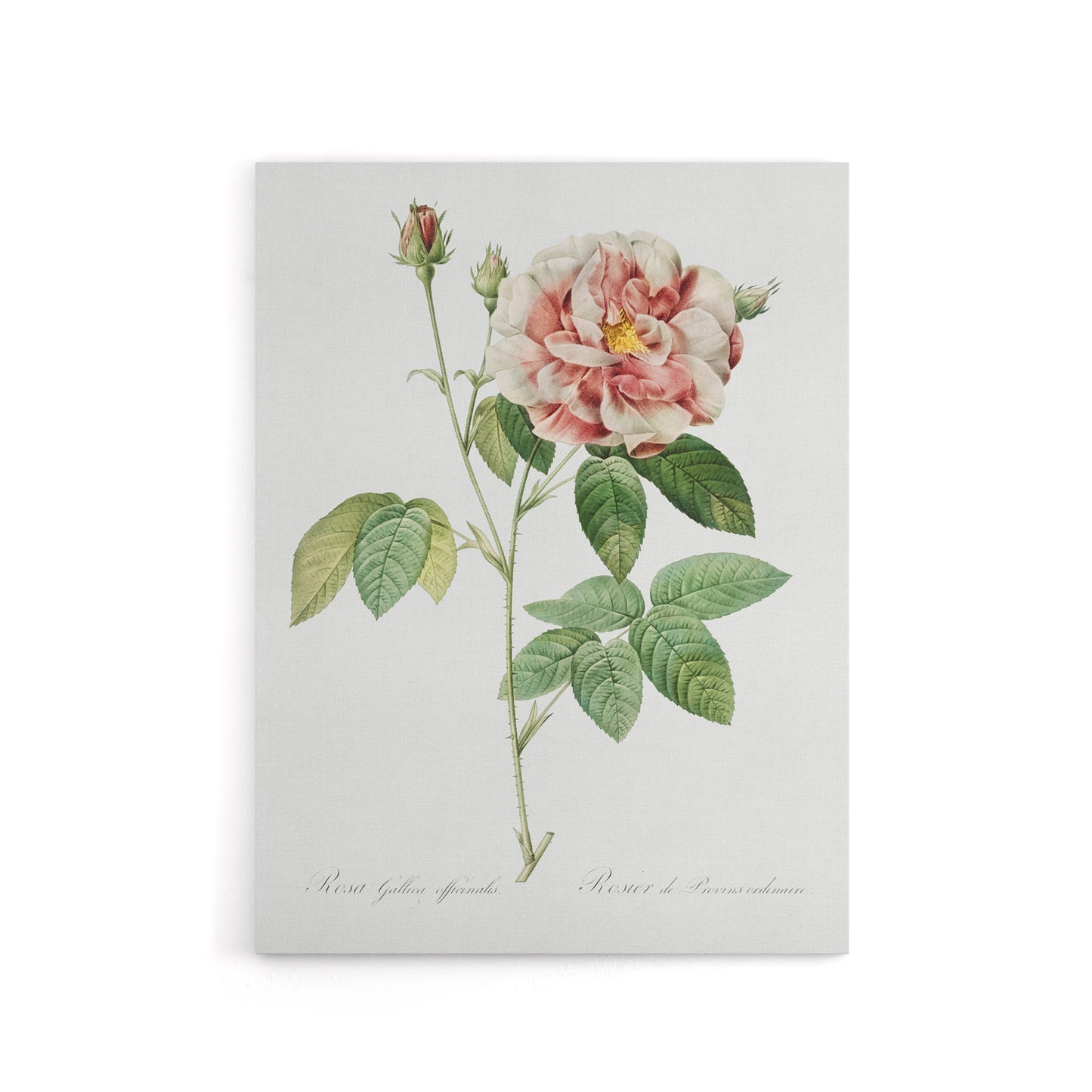 Rosa Gallica Giant Rose Floral Redoute Vintage Canvas Wall Art