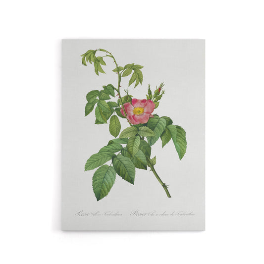 Rosa Villosa Flower Bloom Redoute Vintage Canvas Wall Art