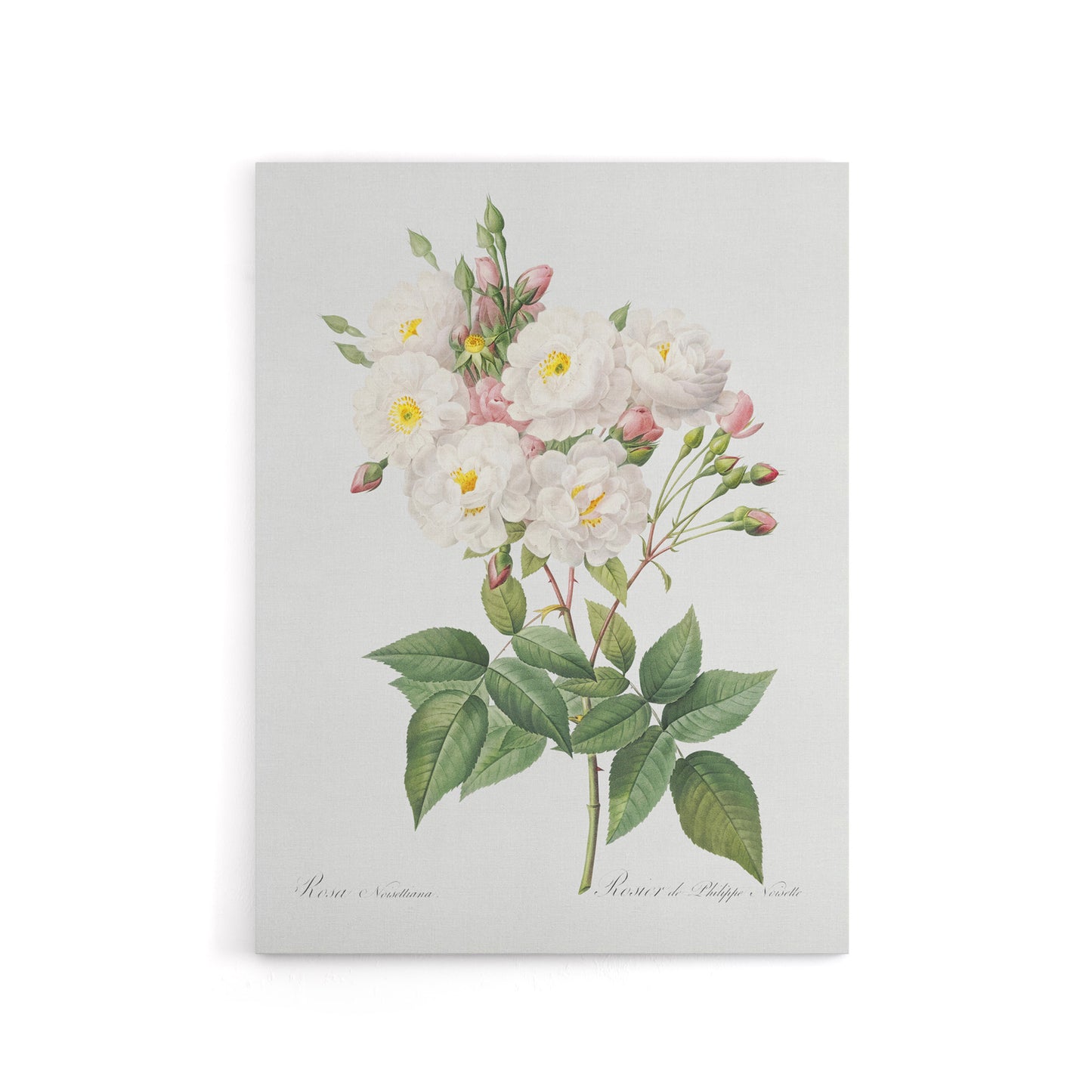 Noisette Rose Floral Redoute Vintage Canvas Wall Art
