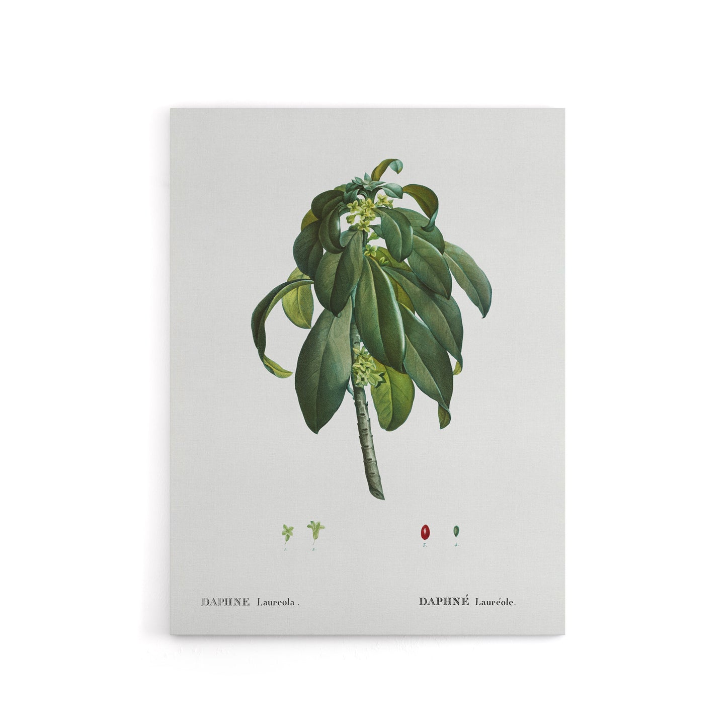 Spurge Laurel Botanical Redoute Vintage Canvas Wall Art