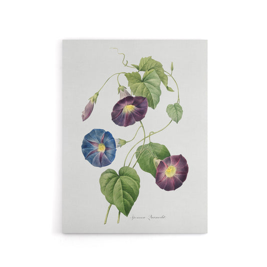Morning Glory Floral Redoute Vintage Canvas Wall Art