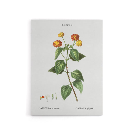 Lantana Plant Botanical Redoute Vintage Canvas Wall Art