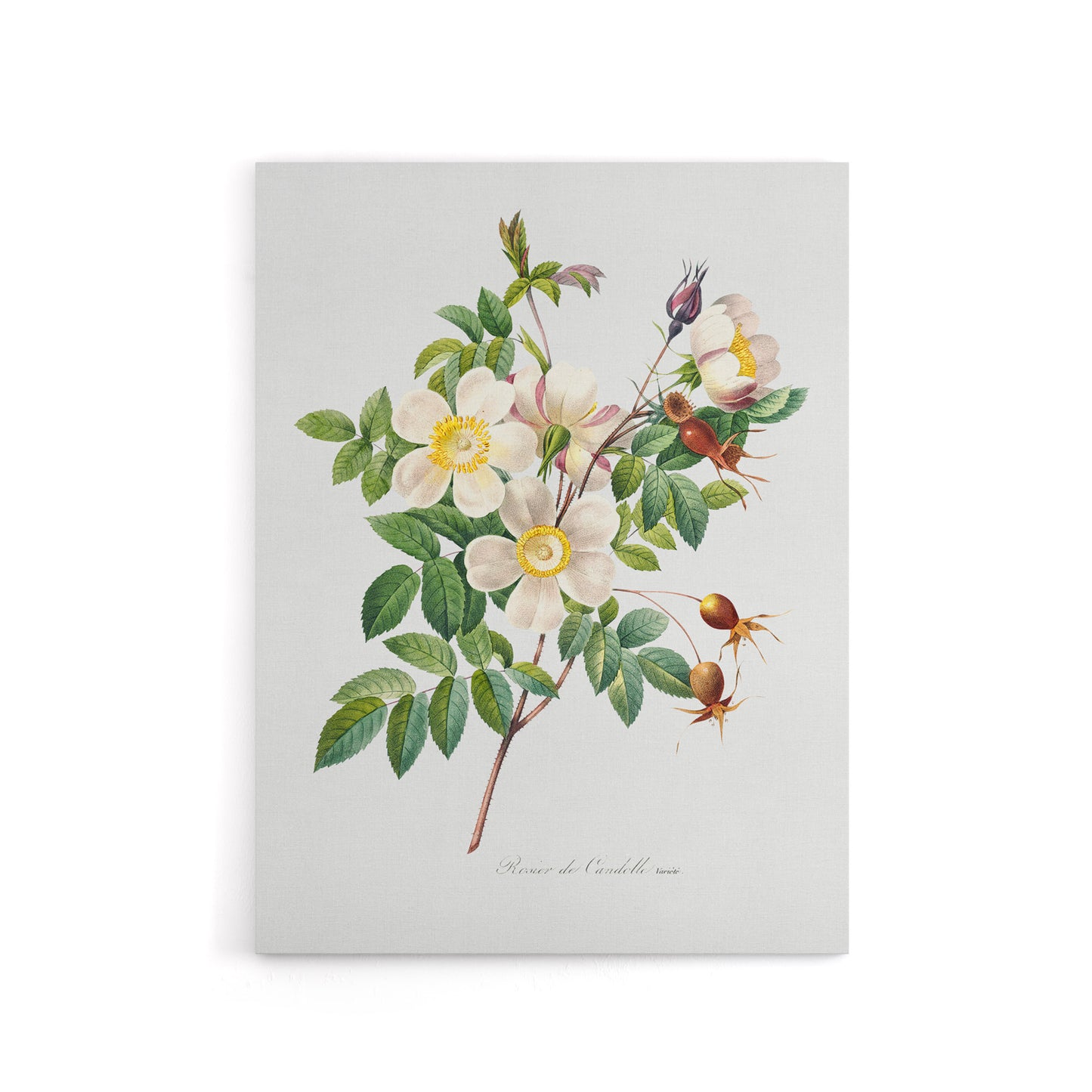 White Rose Floral Redoute Vintage Canvas Wall Art