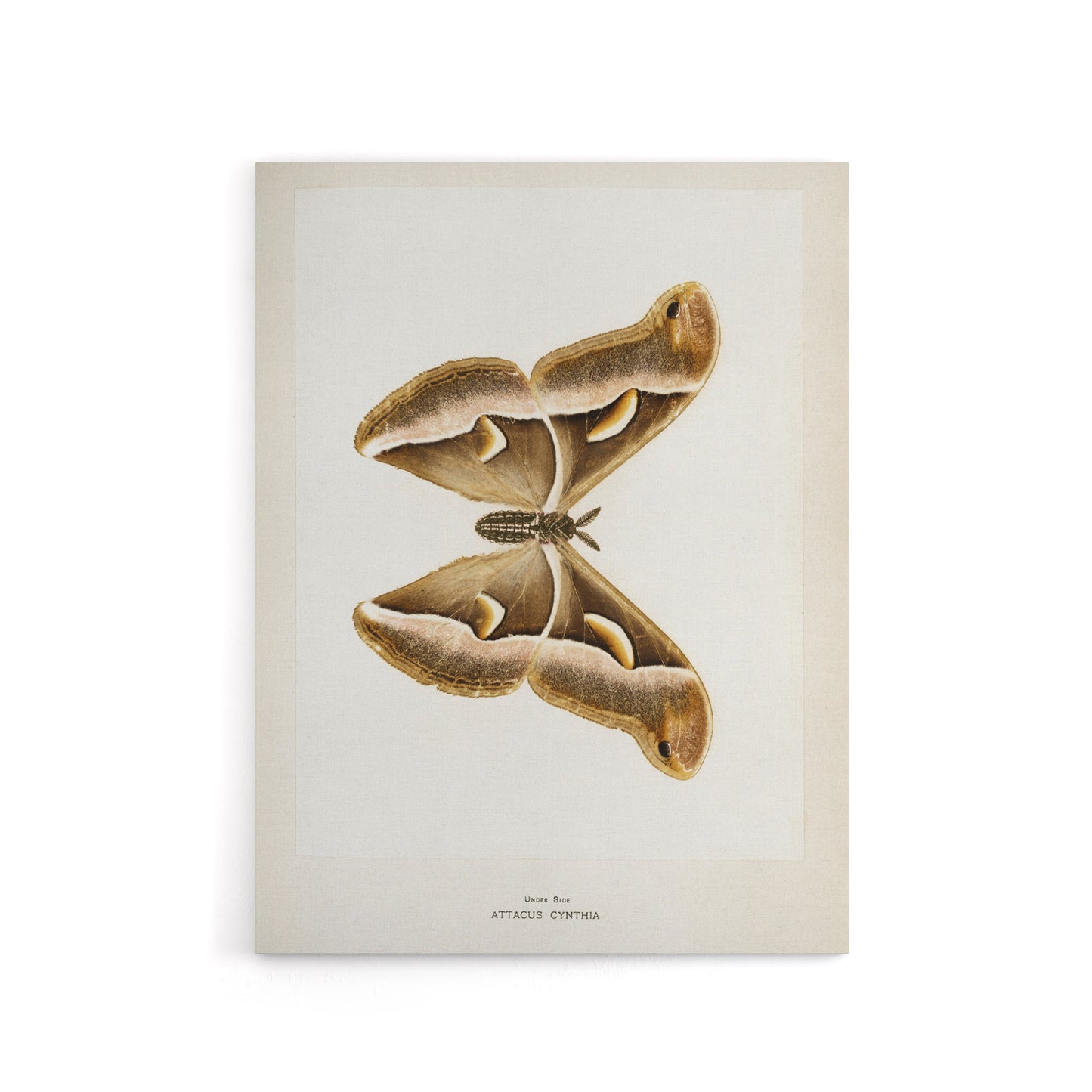 Ailanthus Silkmoth Vintage Illustration Denton Canvas Wall Art Print