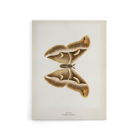 Ailanthus Silkmoth Vintage Illustration Denton Canvas Wall Art Print