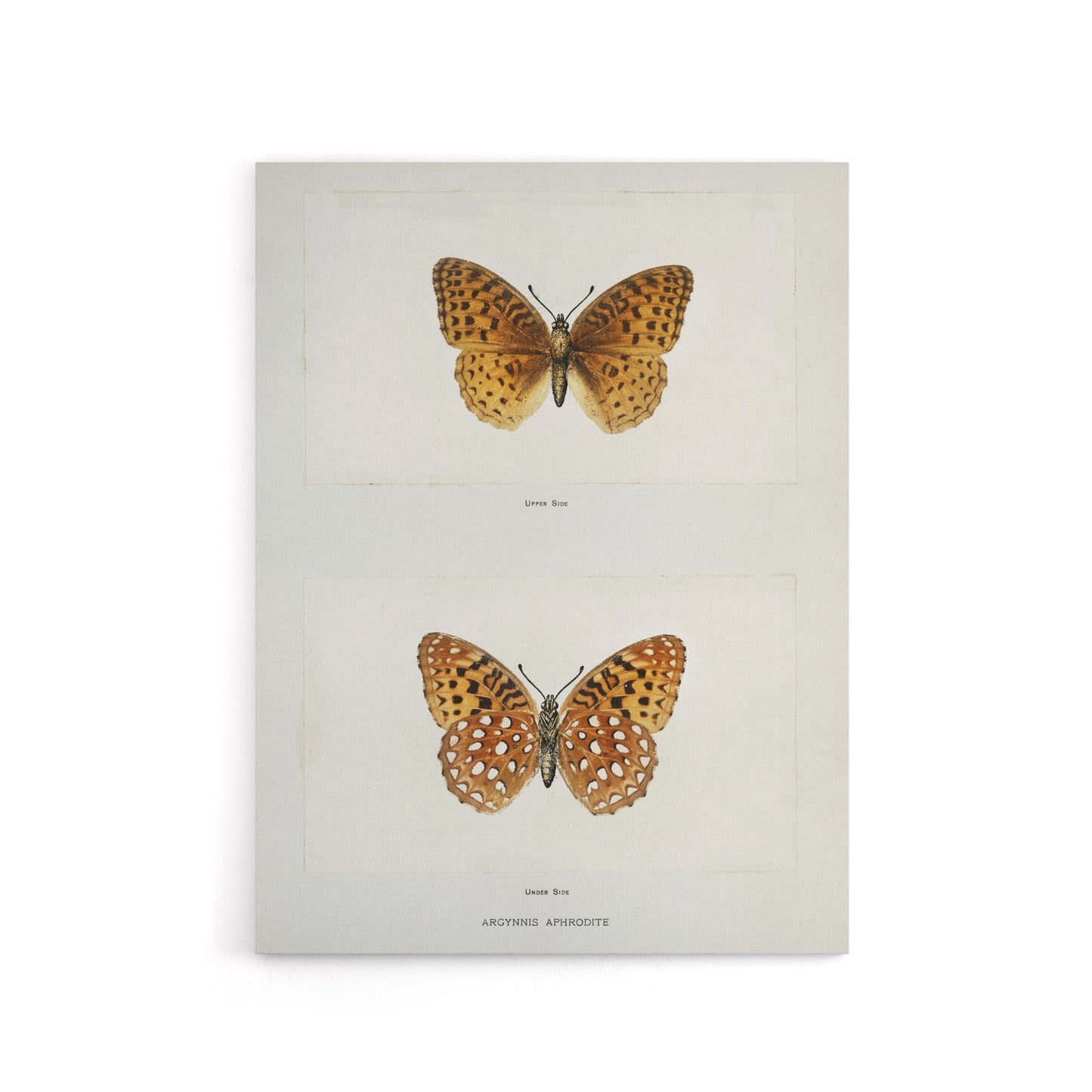 Aphrodite Fritillary Butterfly Denton Canvas Wall Art Print