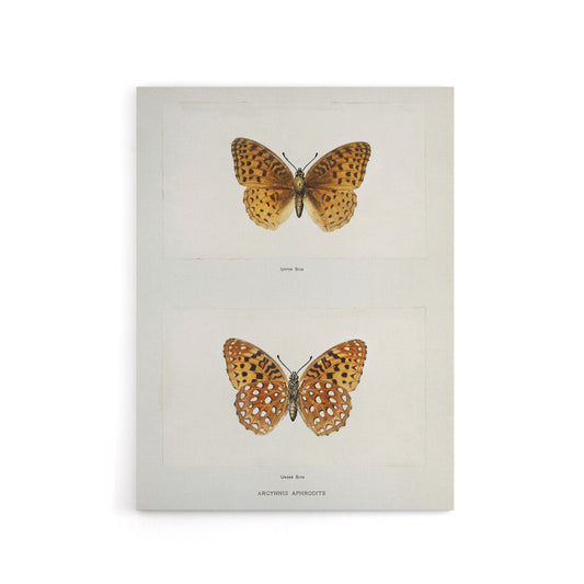 Aphrodite Fritillary Butterfly Denton Canvas Wall Art Print