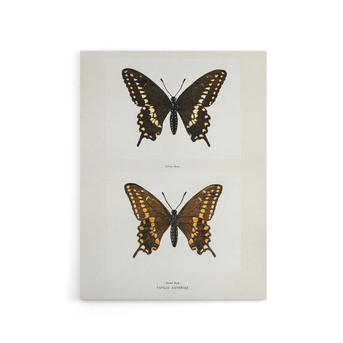 Black Swallowtail Butterfly Sherman Denton Canvas Wall Art Print