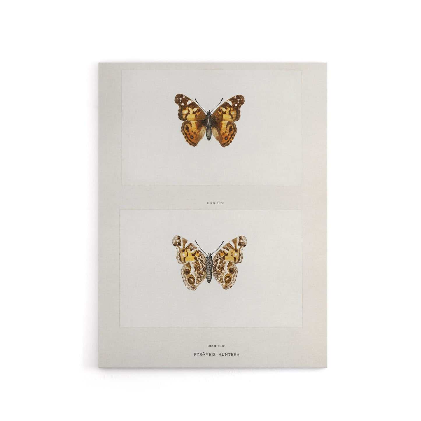 Brazilian Lady Vintage Butterfly Artwork Denton Canvas Wall Art Print