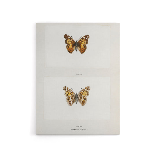 Brazilian Lady Vintage Butterfly Artwork Denton Canvas Wall Art Print