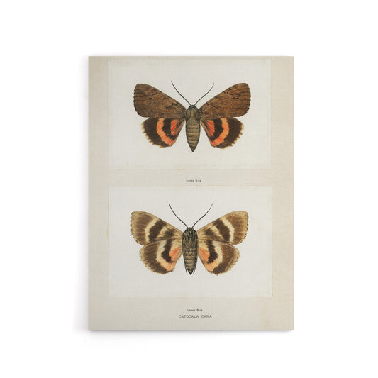 Darling Underwing Moth Illustration Denton Canvas Wall Art Print