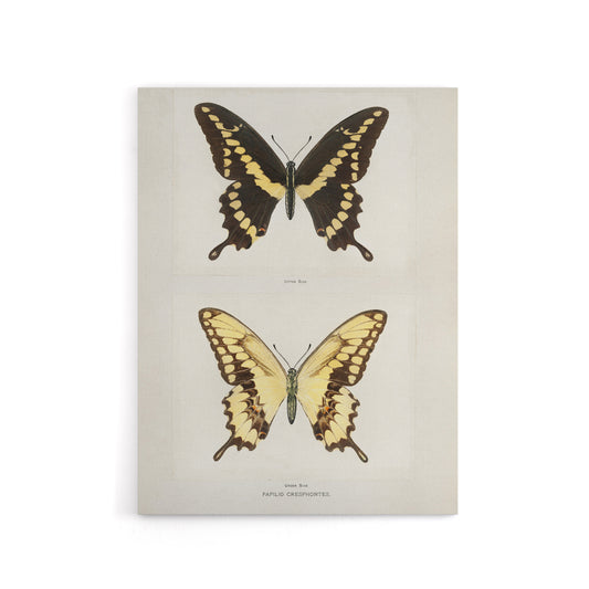 Giant Swallowtail Butterfly Sherman Denton Canvas Wall Art Print