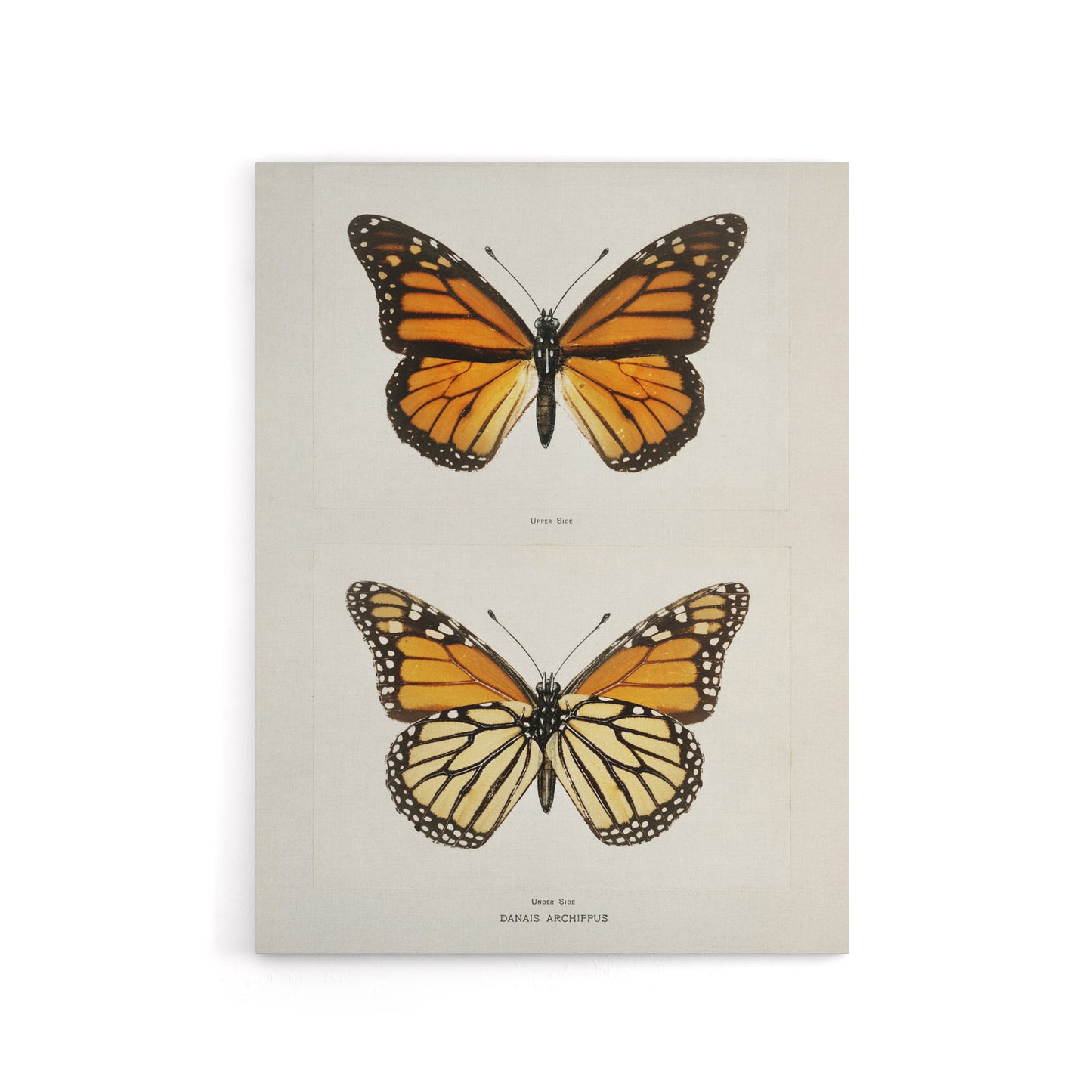 Monarch Butterfly Vintage Illustration Denton Canvas Wall Art Print