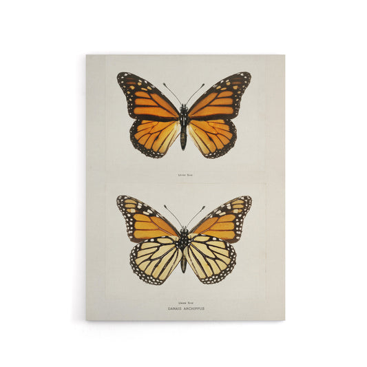 Monarch Butterfly Vintage Illustration Denton Canvas Wall Art Print