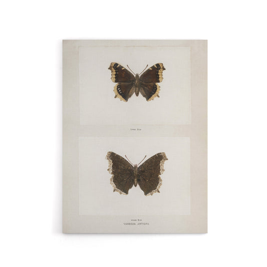 Mourning Cloak Butterfly Sherman Denton Canvas Wall Art Print