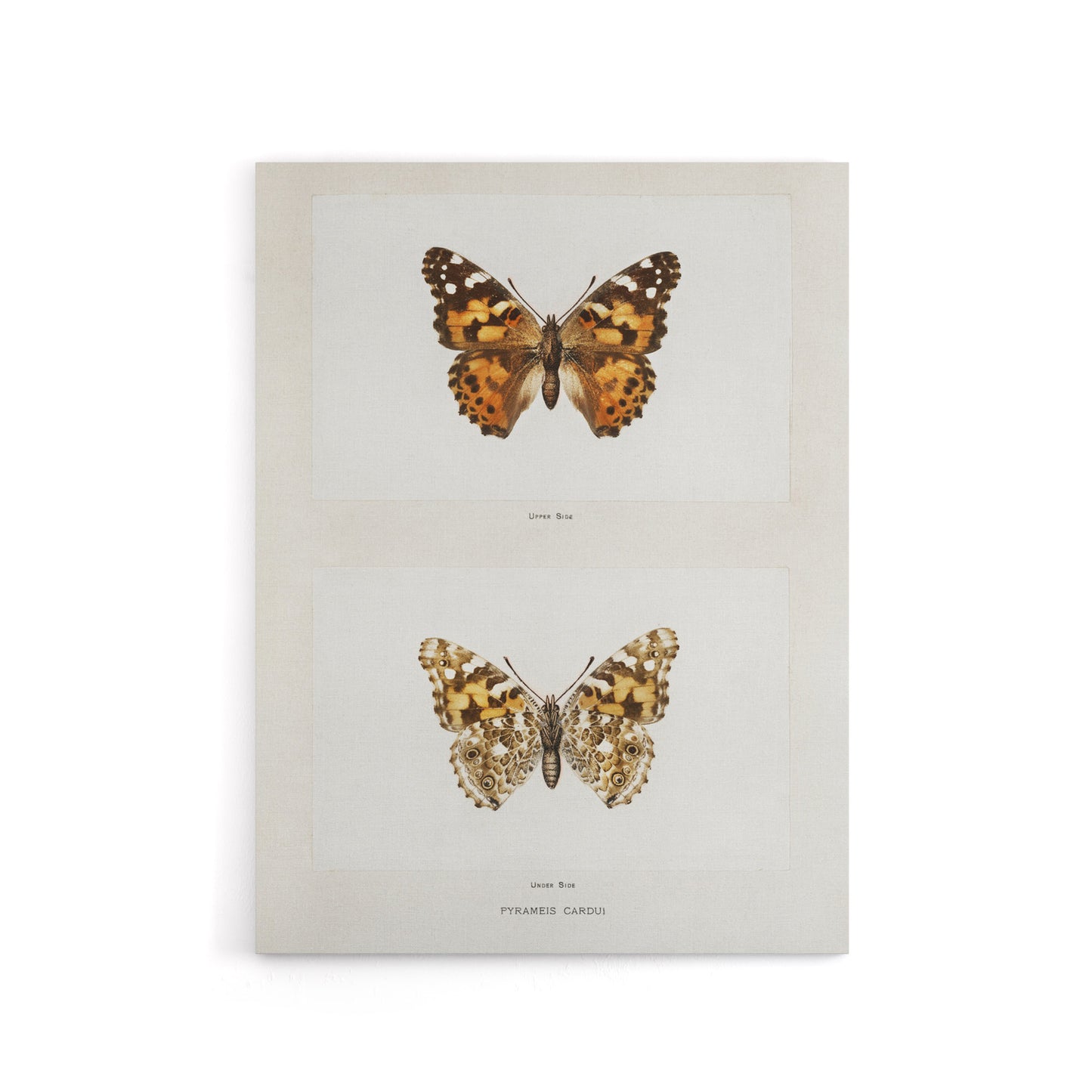 Painted Lady Butterfly Vintage Artwork Denton Canvas Wall Art Print