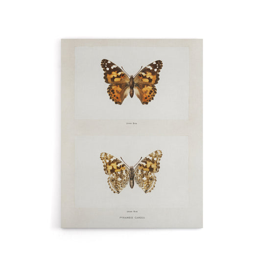 Painted Lady Butterfly Vintage Artwork Denton Canvas Wall Art Print