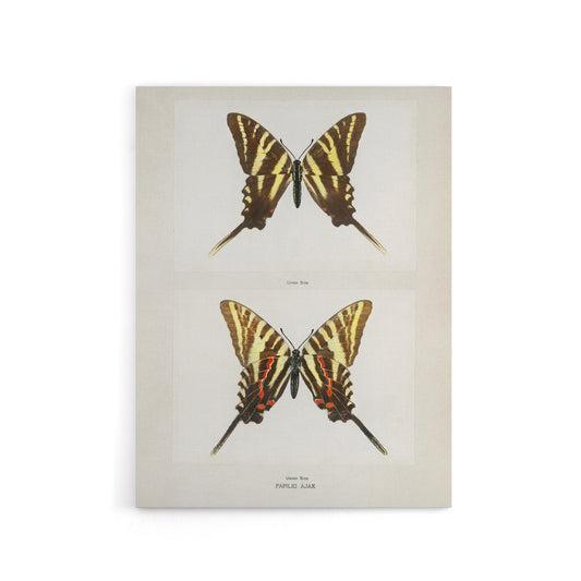 Papilio Ajax Butterfly Vintage Artwork Denton Canvas Wall Art Print