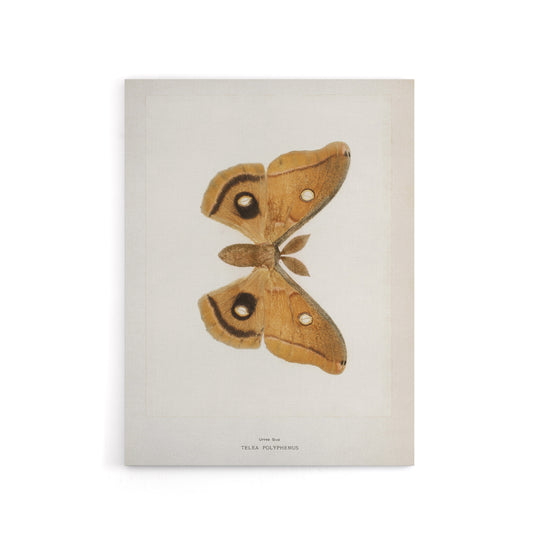 Polyphemus Moth Vintage Illustration Denton Canvas Wall Art Print