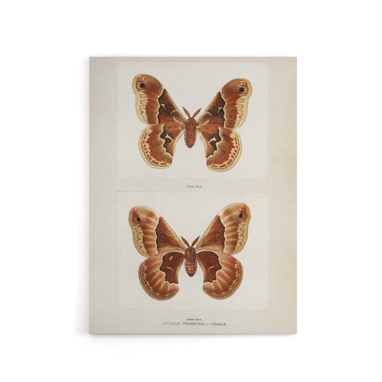 Promethea Silkmoth Female Sherman Denton Canvas Wall Art Print