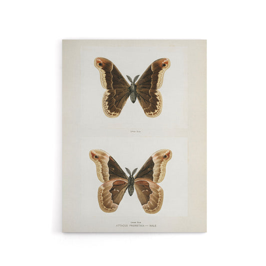 Promethea Silkmoth Male Sherman Denton Canvas Wall Art Print