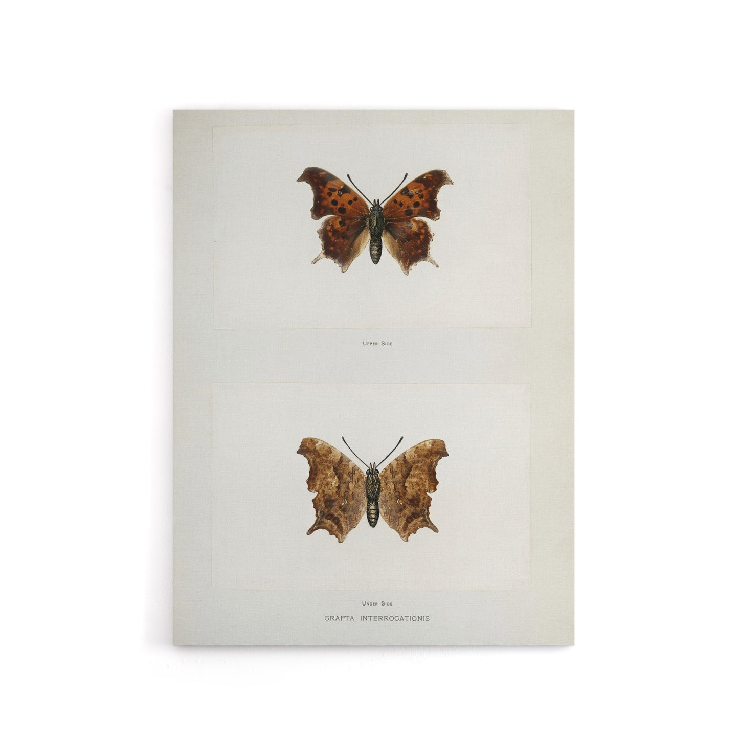 Question Mark Butterfly Vintage Artwork Denton Canvas Wall Art Print