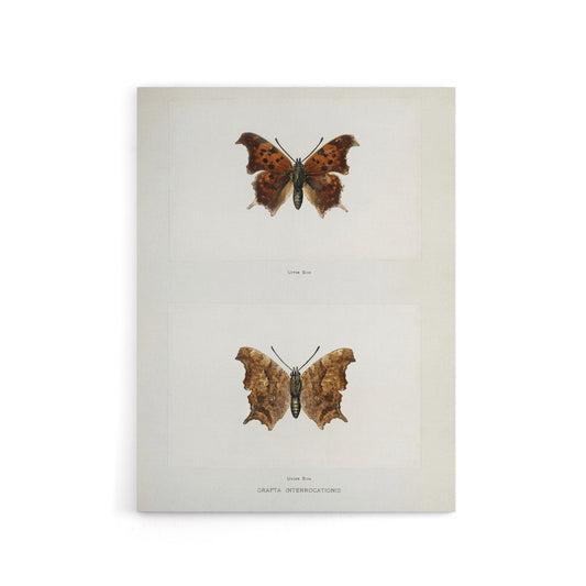 Question Mark Butterfly Vintage Artwork Denton Canvas Wall Art Print