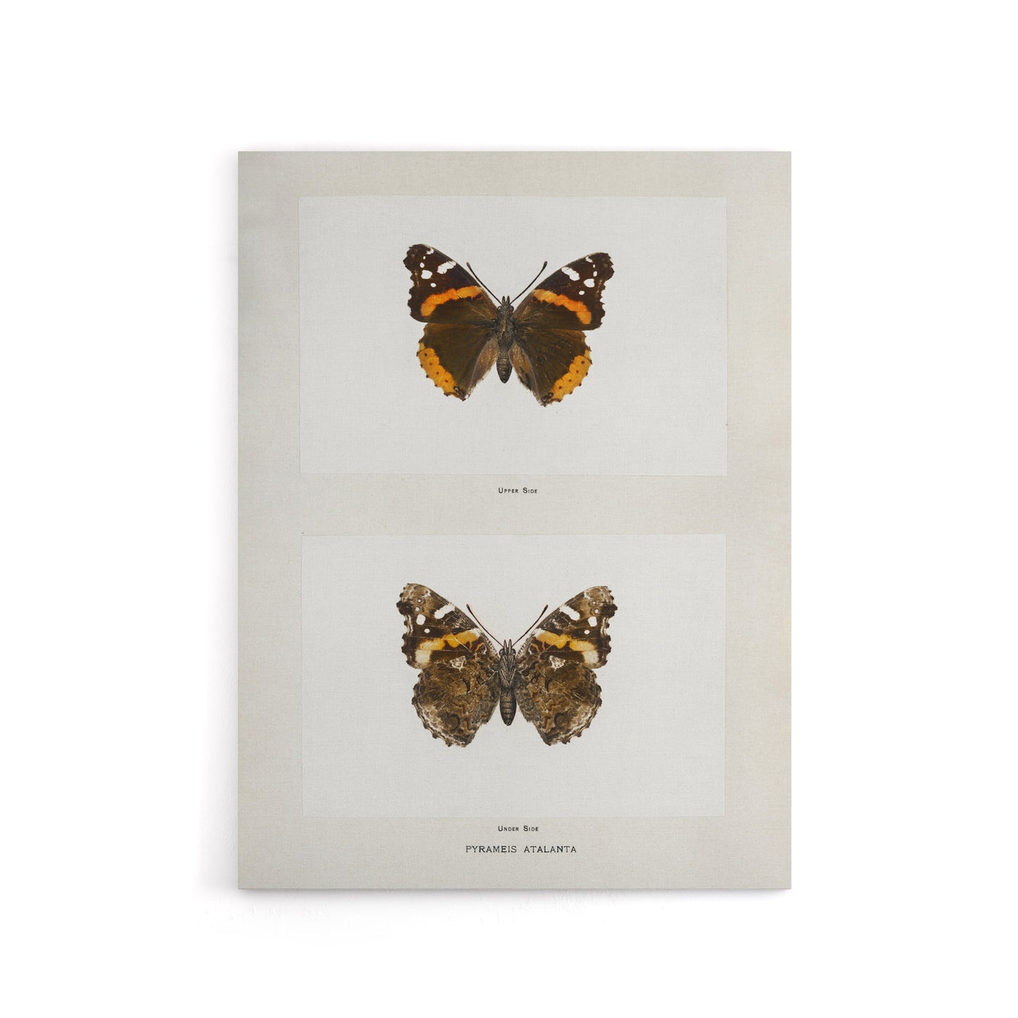 Red Admiral Butterfly Vintage Illustration Denton Canvas Wall Art Print