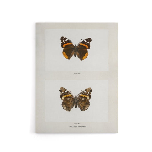 Red Admiral Butterfly Vintage Illustration Denton Canvas Wall Art Print