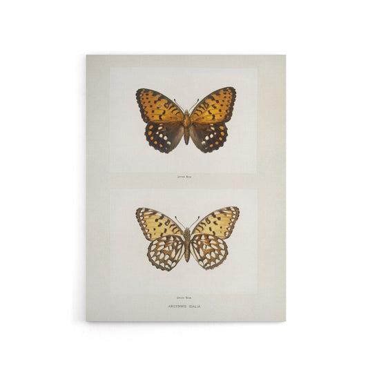 Regal Fritillary Butterfly Sherman Denton Canvas Wall Art Print
